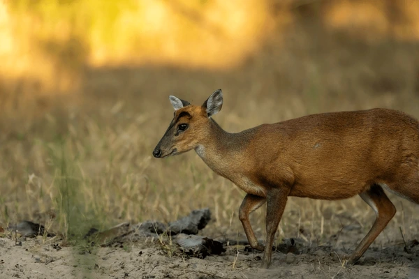 Barking Deer