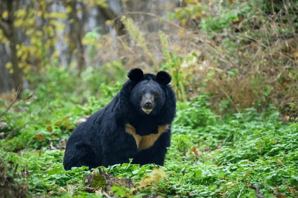 Black bear