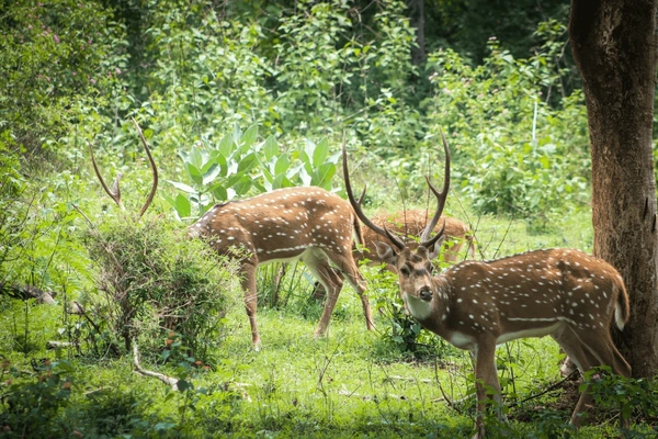 Spotted Deer