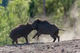 Wild Pig