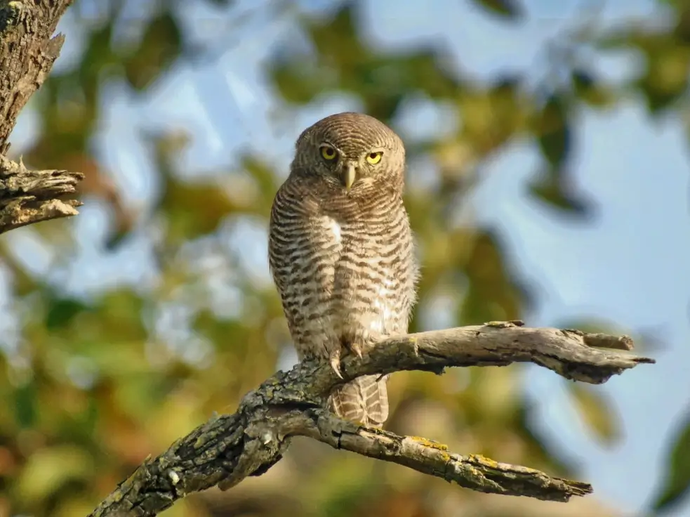 Gohri Range (Buffer Zone)